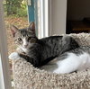 Nutmeg