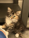TigerLily