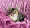 TigerLily