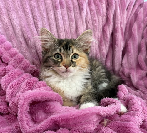 TigerLily