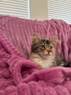 TigerLily