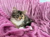 TigerLily