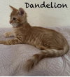 Dandelion