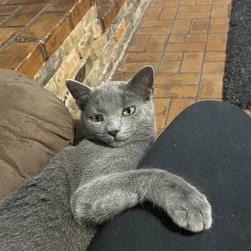 Potato Head, Young Domestic Short Hair (short coat), cat for adoption in Hurst, Texas