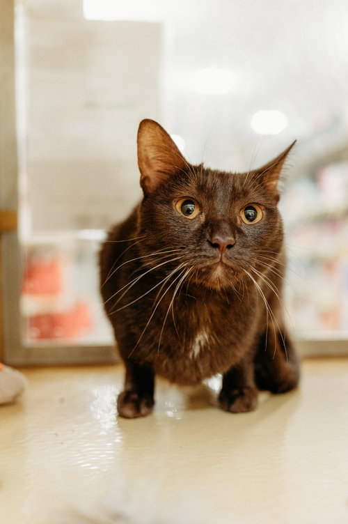 Ganache, Young Domestic Short Hair (short coat), cat for adoption in Hurst, Texas