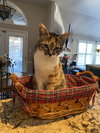 Snickers