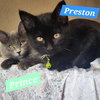 Preston