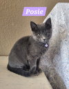 Posie