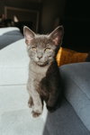Astro