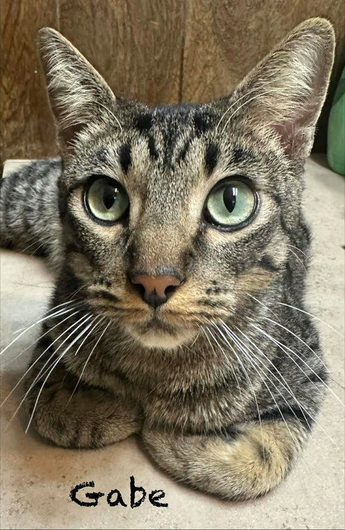 Gabe, Adult Domestic Short Hair / Mixed (short coat), cat for adoption in Hurst, Texas