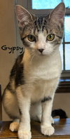 Gypsy