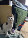 Opie