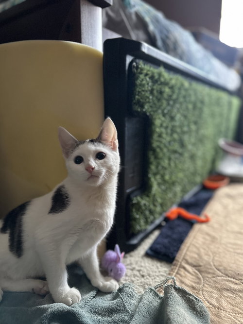 Opie
