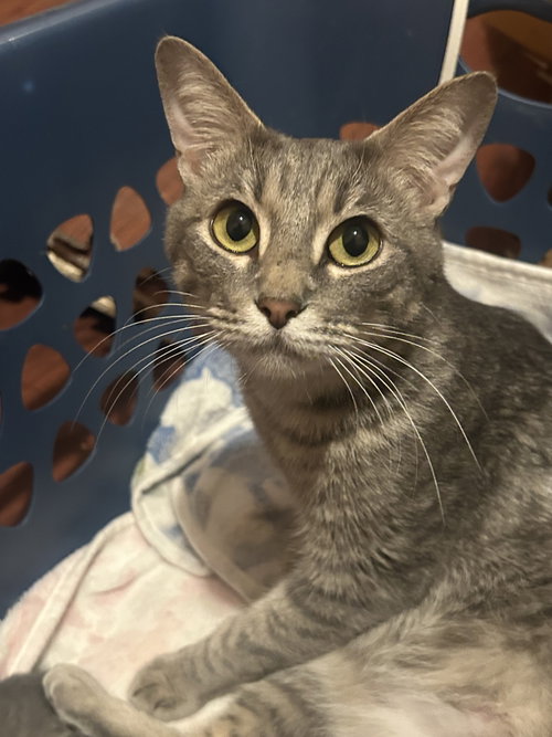 Juliet, an adoptable Domestic Short Hair in McKinney, TX