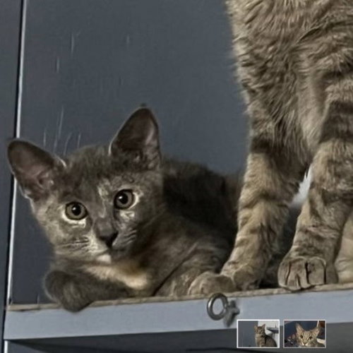 Jewel, Young Domestic Short Hair / Mixed (short coat), cat for adoption in Lewisville, Texas