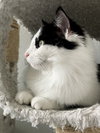 Mittens JBA