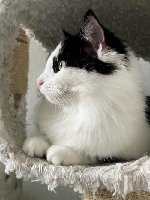 Mittens JBA, an adoptable Domestic Long Hair in McKinney, TX