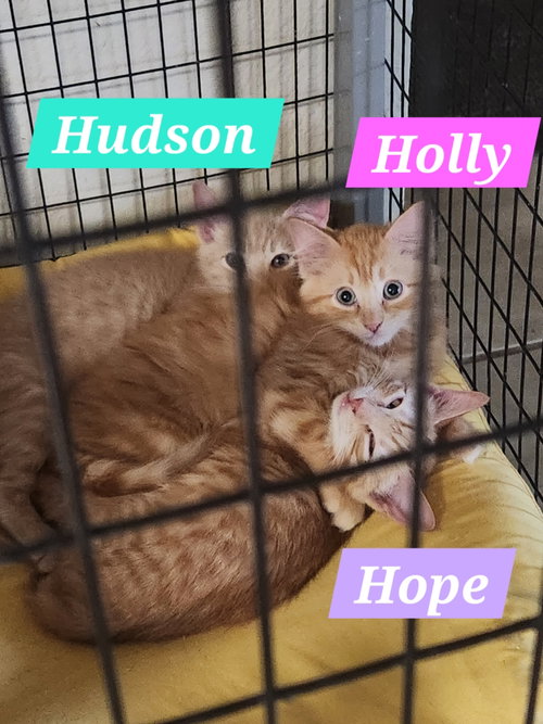 Hope, an adoptable Domestic Short Hair in McKinney, TX