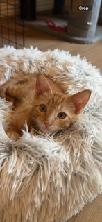 Eloise, an adoptable Domestic Short Hair in McKinney, TX