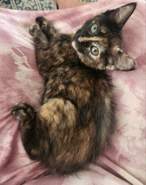 Espresso, an adoptable Domestic Medium Hair in McKinney, TX