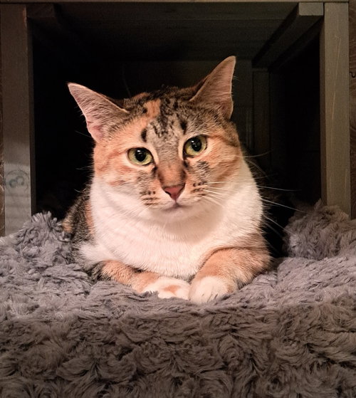 Katsu, an adoptable Calico in McKinney, TX