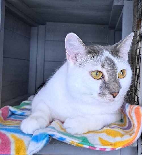 Kiko, an adoptable Domestic Short Hair in McKinney, TX