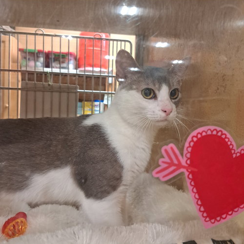 dot, an adoptable Domestic Short Hair in McKinney, TX