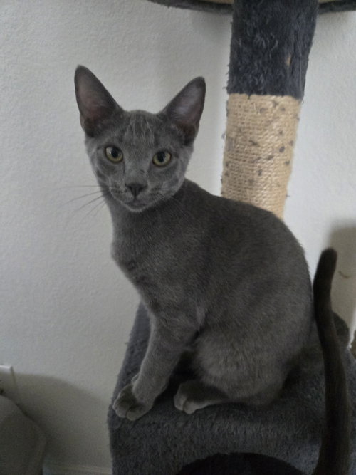 Stiles, a cat for adoption from North Texas Cat Rescue