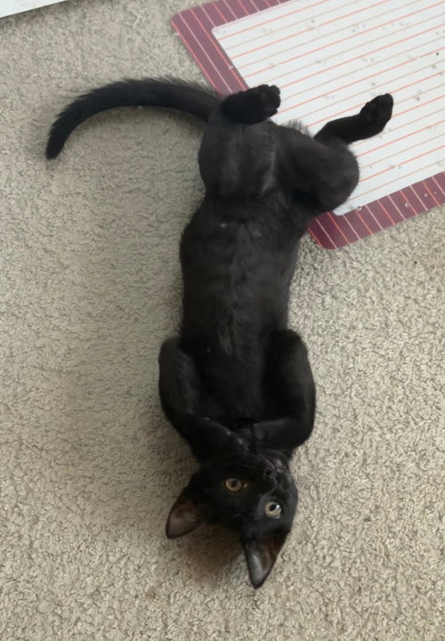 Lydia, a cat for adoption from North Texas Cat Rescue