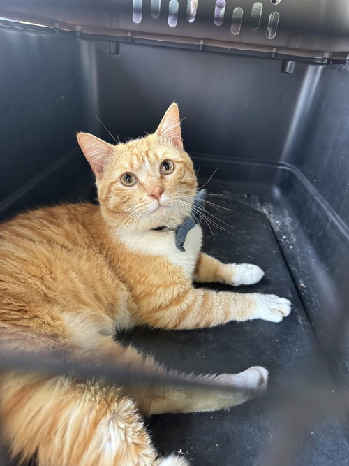 O'Malley, an adoptable Domestic Short Hair in McKinney, TX