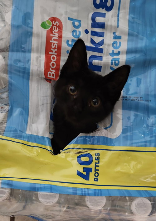 Hazelberry, a cat for adoption from North Texas Cat Rescue