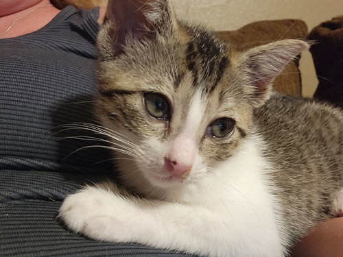 Tadpole, an adoptable Domestic Short Hair in McKinney, TX