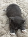 Muffin