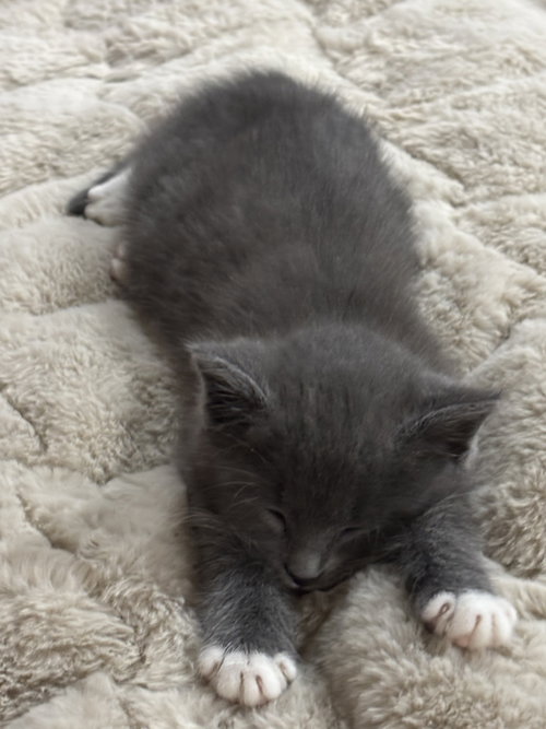 Muffin