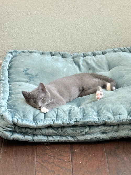 Muffin, a cat for adoption from North Texas Cat Rescue