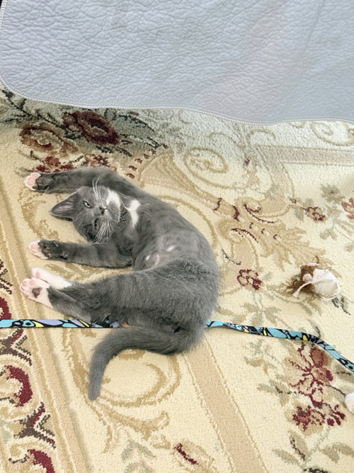 Photo 2 of Muffin