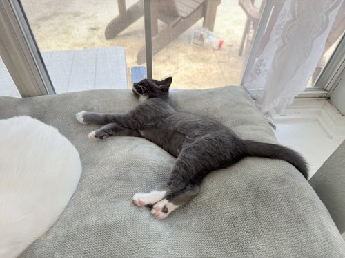 Photo 3 of Muffin