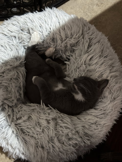 Photo 4 of Muffin
