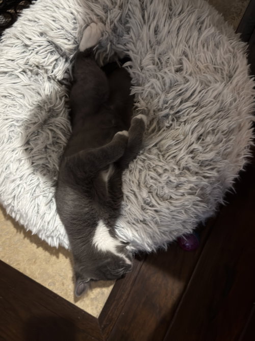 Photo 5 of Muffin