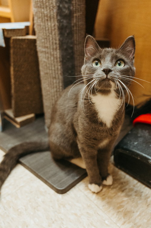 Muffin, Domestic Short Hair / Mixed (medium coat)