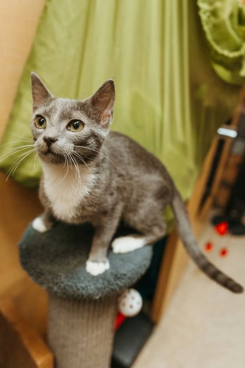 William, Domestic Short Hair (short coat)
