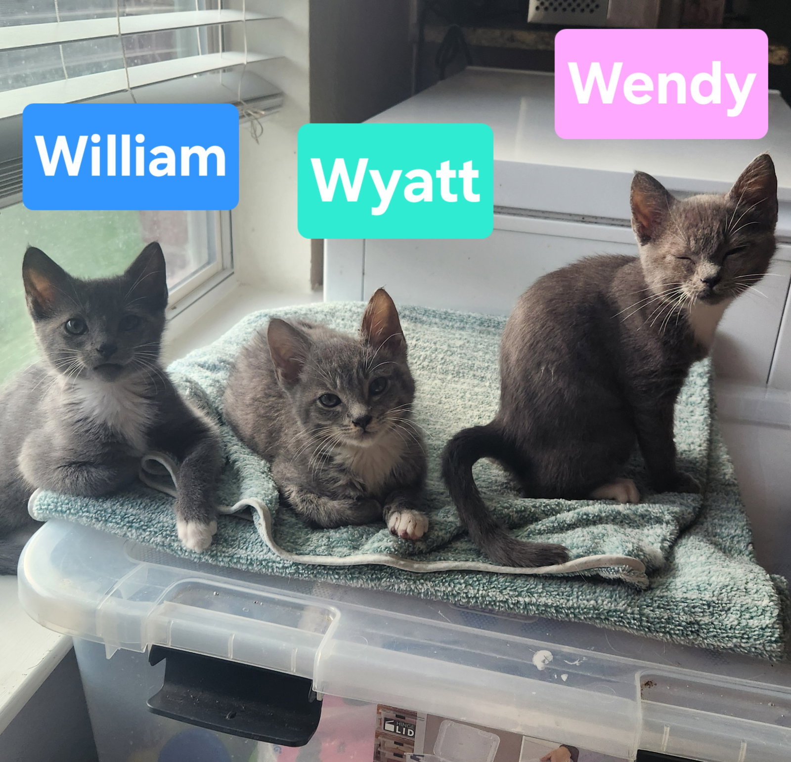 Wyatt, Domestic Short Hair