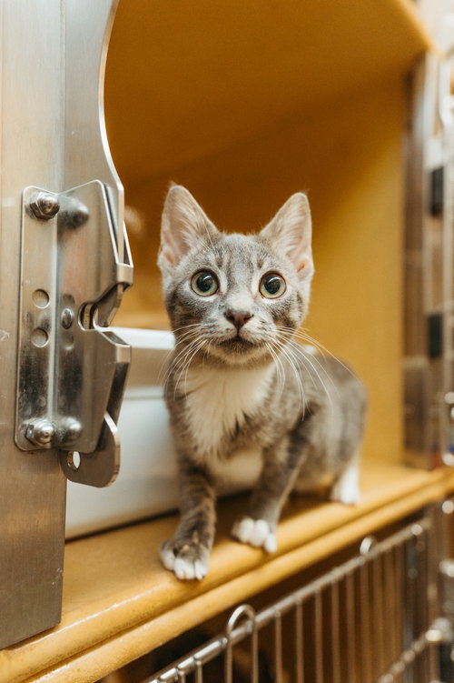Wyatt, Domestic Short Hair (short coat)