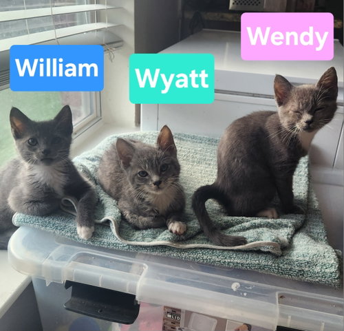 Wendy, a cat for adoption from North Texas Cat Rescue