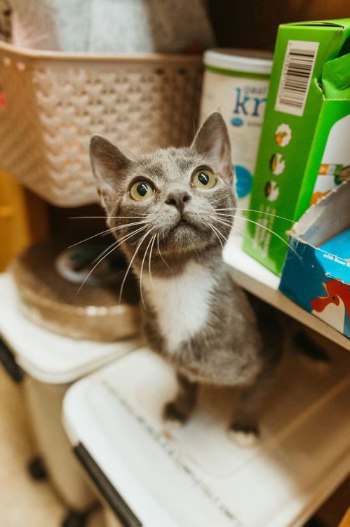 Wendy, Domestic Short Hair (short coat)