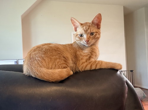 Andromeda, a cat for adoption from North Texas Cat Rescue