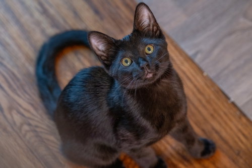 Orion, a cat for adoption from North Texas Cat Rescue