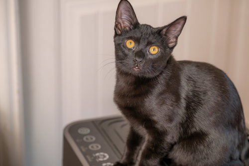 Castor, a cat for adoption from North Texas Cat Rescue
