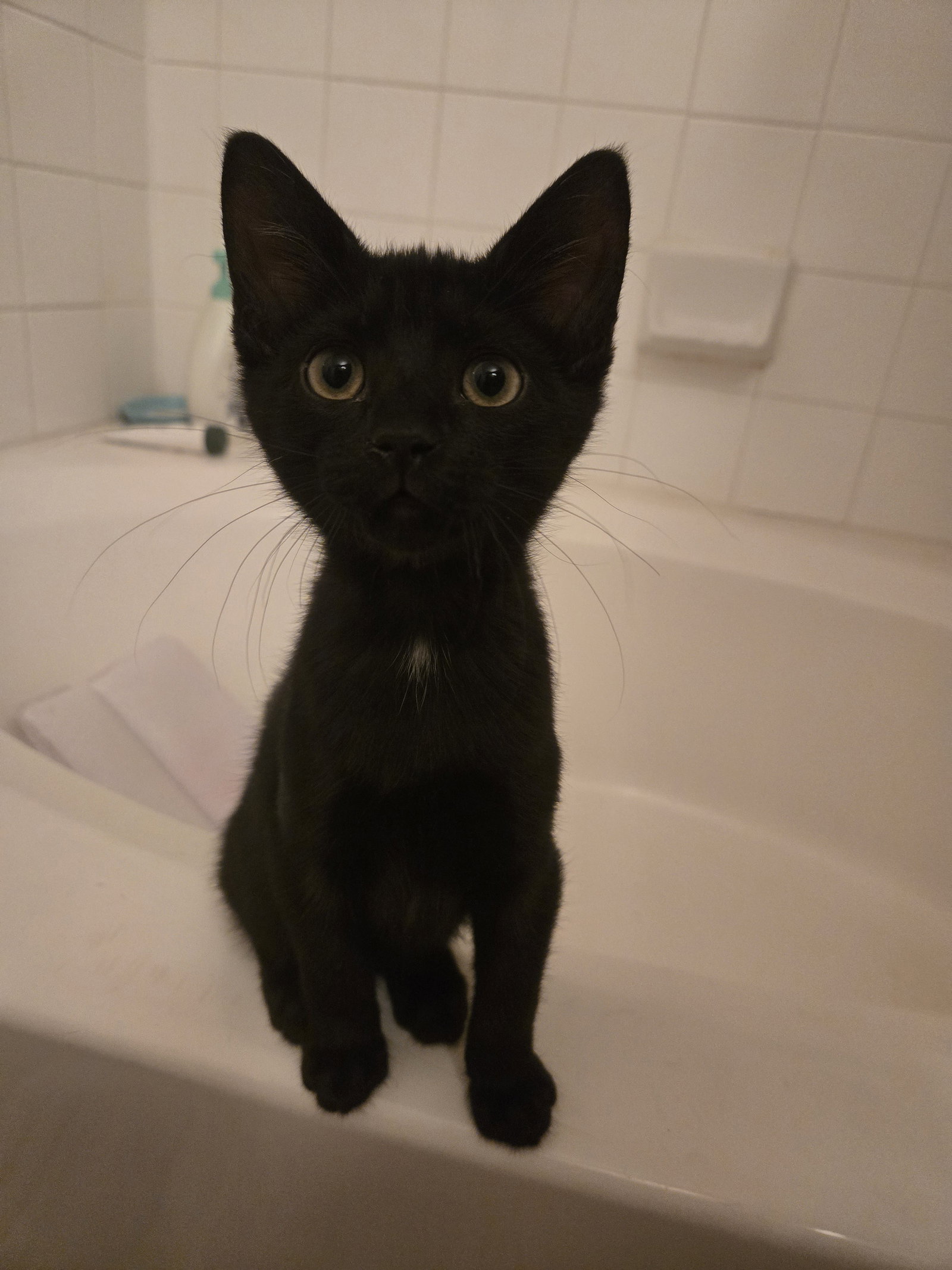 Gabriel, Domestic Short Hair