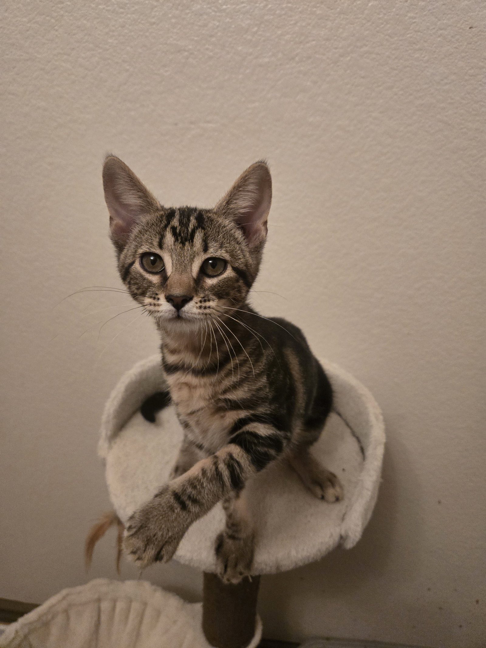 Darius, Domestic Short Hair